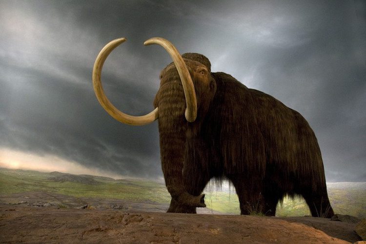 mamut1