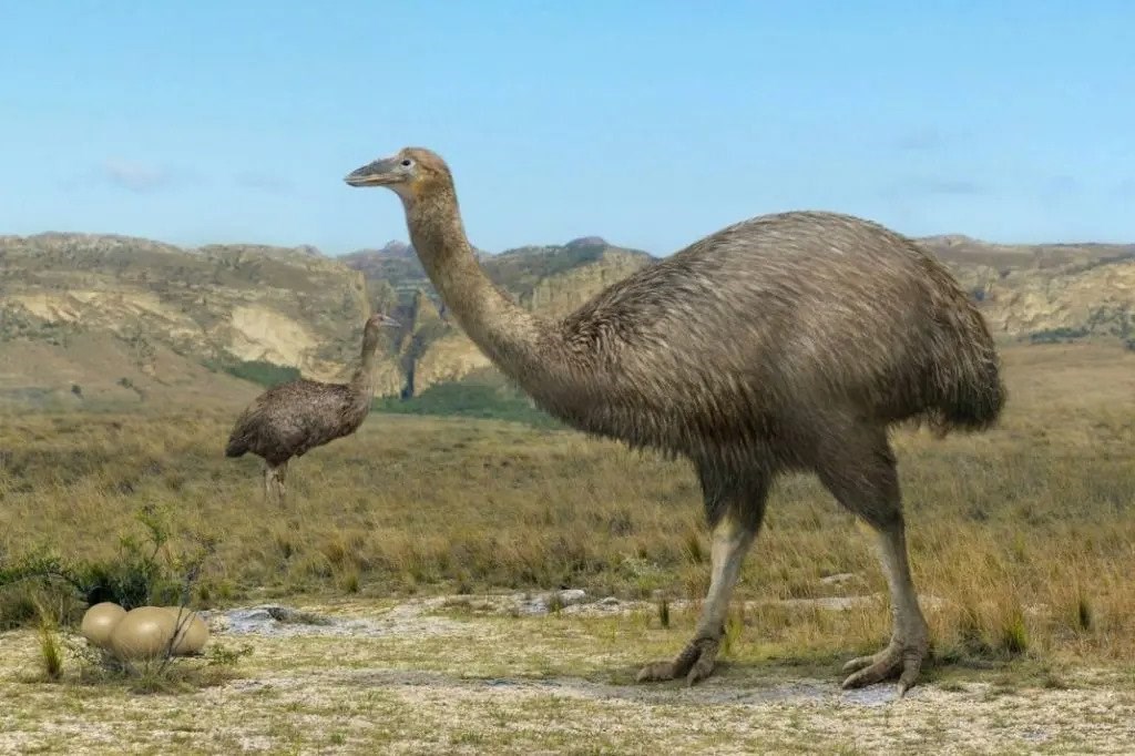 moa-kusu-nedir-moa-kusunun-nesli-neden-tukenti-1