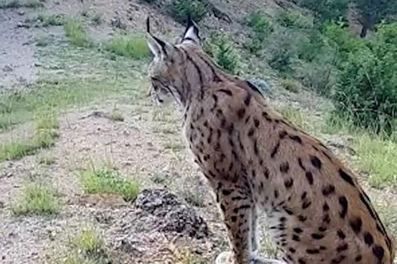 Vaşak fotokapana yansıdı