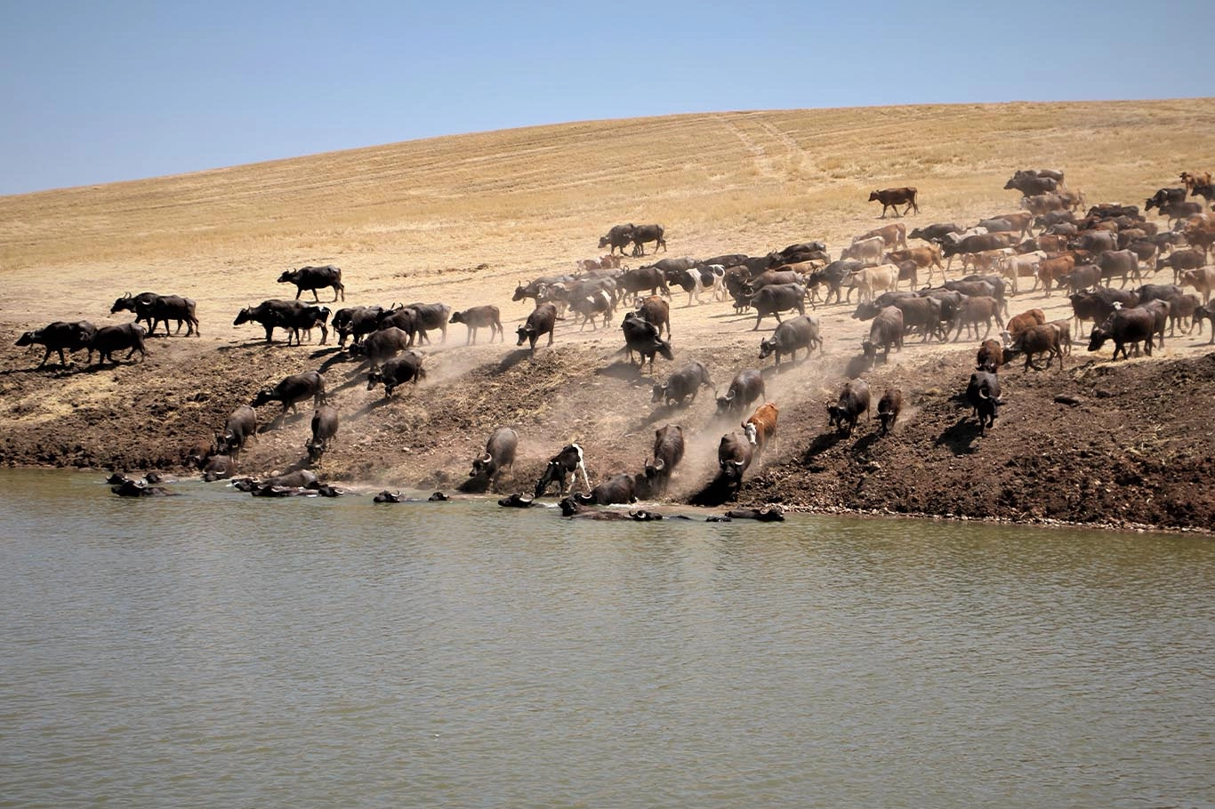 diyarbakir-camislar-3