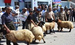 Kato Dağı’nda Hayvan Kırpma Festivali coşkusu