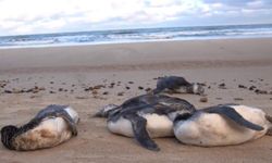 Uruguay’da 2 Bin Penguenin Ölümüne Kasırga Neden Oldu
