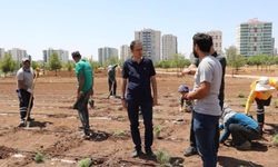 Diyarbakır’da tıbbi aromatik bitkiler bahçesi kuruluyor