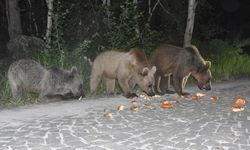 Nemrut’ta ayılarla piknik keyfi