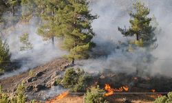 Kahramanmaraş’ta Orman Yangını Paniği