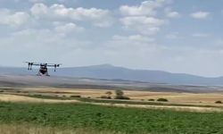 Çiftçiler rekolte kaybını önlemek için dronla ilaçlama yapıyor