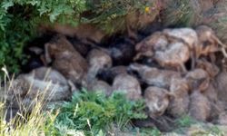 Van-Erciş Yaylasında Trajik Kaza: 130 Koyun, 70 Metrelik Uçurumdan Peş Peşe Atladı