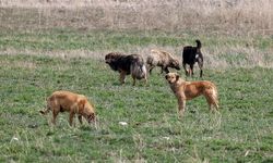 Köpekler saldırdı, Valilik ve belediyeye açtığı davadan tazminat kazandı