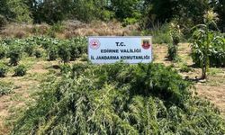 Edirne’de sebze tarlasında Hint keneviri operasyonu
