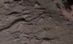 Hakkari'de engerek yılanı görüntülendi