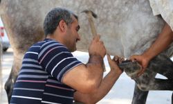 At ayakkabılarının şüphesiz ustaları: NALBANT