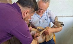 köpeklerin saldırısından kurtarılan karaca yavrusu tedavi altına alındı