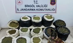 Bingöl’de 3 milyon 325 bin kök kenevir bitkisi ele geçirildi