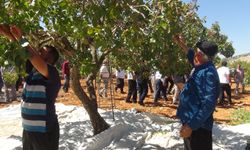 Fıstık üreticisi: Dolu vurmayınca verim güzel oluyor