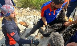 Kayalıkta mahsur kalan keçiyi AFAD ve itfaiye ekipleri kurtardı