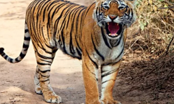Pakistan'da leopar pazara girdi: 2 yaralı