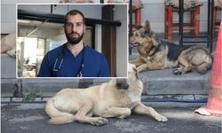 Veteriner Kelleci: Barınakların yetersizliği sokak köpeklerini artırıyor