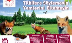 Adana'da tilkilere hava aracıyla aşı çalışması yapılacak