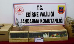 Durdurulan otobüste posta güvercinleri ele geçirildi