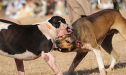 Köpek dövüştürenlere yaklaşık 100 bin TL para cezası verildi  