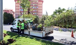 Pasur caddesi ağaçlandırıldı