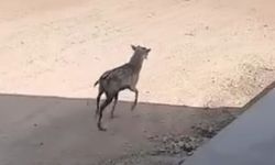 Şanlıurfa'da nesli tükenmekte olan Alageyik görüldü