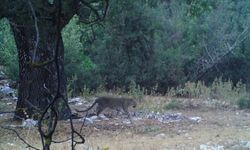 Anadolu Parsı aylar sonra yeniden görüntülendi