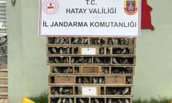 Hatay'da 4 bin saka kuşu ele geçirildi