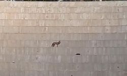 Şanlıurfa merkezde tilki göründü