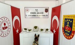 Bingöl'de 13 kilo 500 gram toz esrar ele geçirildi