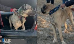Köpek dövüştüren 37 kişi yakalandı  