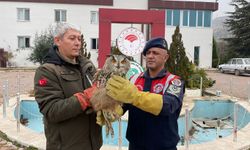 Malatya'da nesli tükenmekte olan Kulaklı Orman Baykuşu yaralı halde bulundu