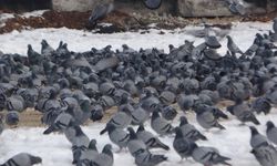 35 yıldır binlerce kuşu yem ile besleyen esnaf takdir topluyor