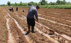 Tarımsal destek ödemeleri çiftçilerin hesaplarına aktarılacak 