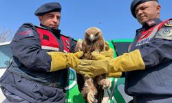 Malatya'da yaralı halde bulunan kartal koruma altına alındı