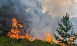 Yalova'da orman yangınına 2 gözaltı