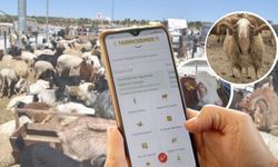 "Tarım Cebimde" uygulaması ile kurbanlık sorgulaması yapılabilecek