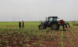 Tarım ÜFE nisanda aylık ve yıllık bazda arttı