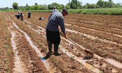 Tarımsal destek ödemeleri çiftçilerin hesaplarına aktarılacak