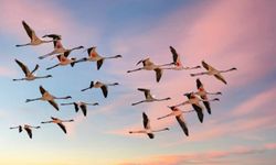 Yolcu uçağı flamingo sürüsüne çarptı: 36 kuş öldü