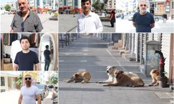 Vatandaşlar: Köpek sorununa çözüm bulunmalı