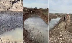 Diyarbakır’da Mahsur Kalan On Binlerce Balık Kurtarıldı