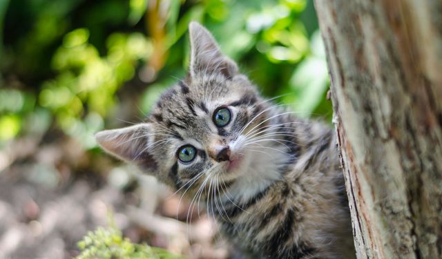 Polonya’da H5N1 kuş gribi salgını: 29 kedi enfekte oldu