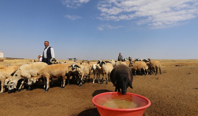 Diyarbakır’da kuraklık nedeniyle suya muhtaç kalan besiciler için belediye seferber oldu.