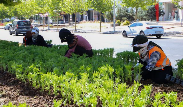 Diyarbakır’da Yazlık Çiçek Şöleni