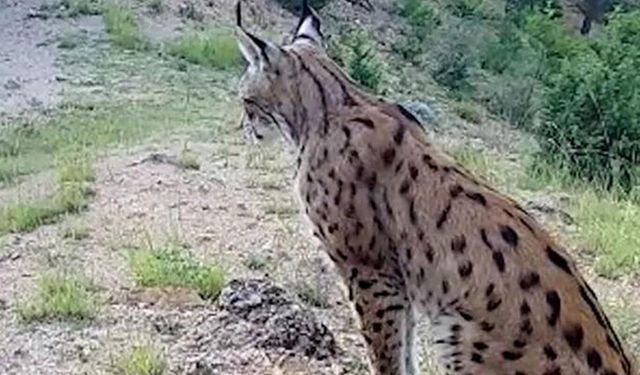 Vaşak fotokapana yansıdı