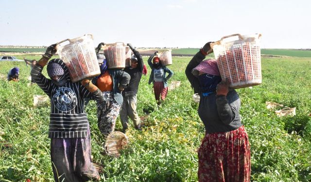 Siverek'ten Avrupa'ya lezzet: Kurutmalık domatesler hem iş hem ekonomi getiriyor