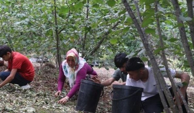Mevsimlik işçilerin Sakarya'da fındık mesaisi başladı: Sıcak havada yoğun mesai