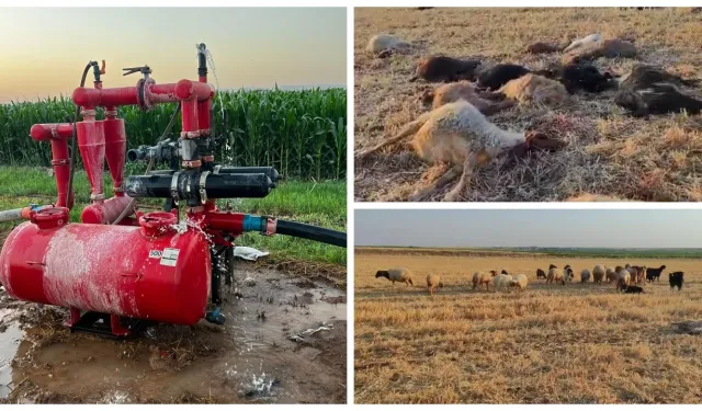 Mardin'de ilaçlama suyundan içen 85 hayvan telef oldu