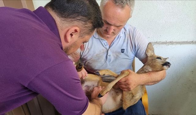 köpeklerin saldırısından kurtarılan karaca yavrusu tedavi altına alındı